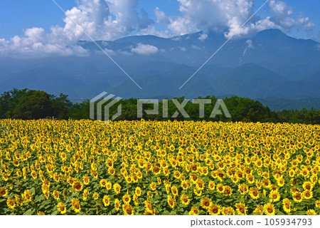 Akeno sunflower fields and the Southern Alps Akeno sunflower fields and the Southern Alps 105934793