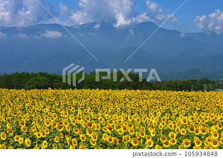 明野向日葵田和南阿爾卑斯山 明野向日葵田和南阿爾卑斯山 105934848