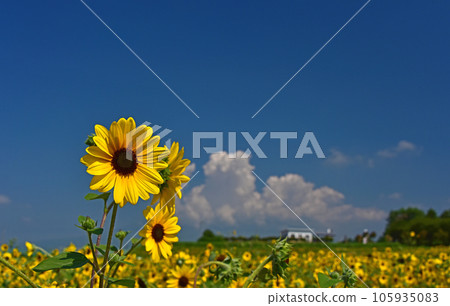 A sunflower field in Akeno 105935083