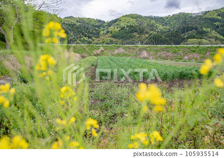 Rape blossoms and ancient wheat fields Rape blossoms and ancient wheat fields 105935514