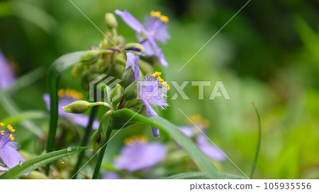 [包含視頻] 紫蜘蛛草 105935556