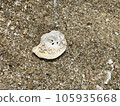海灘上的貝殼 105935668