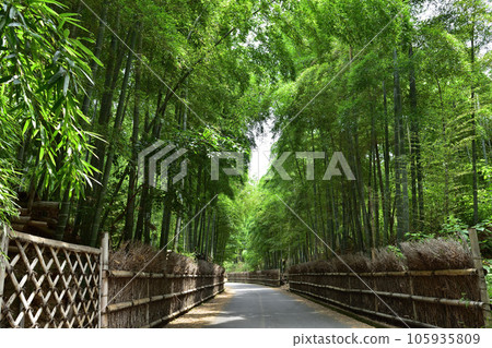 The path of the bamboo grove in Mozume, Muko City, Kyoto The path of the bamboo grove in Mozume, Muko City, Kyoto 105935809