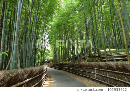 The path of the bamboo grove in Mozume, Muko City, Kyoto The path of the bamboo grove in Mozume, Muko City, Kyoto 105935812