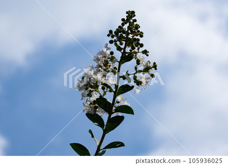 藍天白紫薇 105936025