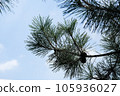 藍天和松樹 105936027