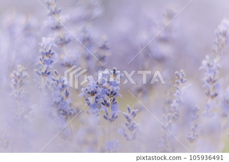 Close up Lavender flower blooming scented fields in endless rows on sunset. Selective focus on Bushes of Lavandula angustifolia purple aromatic flowers at lavender fields. Lavandula officinalis Close up Lavender flower blooming scented fields in endless rows on sunset. Selective focus on Bushes of Lavandula angustifolia purple aromatic flowers at lavender fields. Lavandula officinalis 105936491