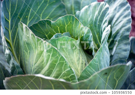 Closeup of nice big green cabbage plant in a home garden Closeup of nice big green cabbage plant in a home garden 105936550