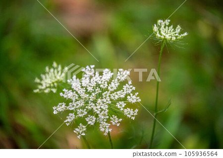 Queen Anne's Lace abstract defocused nature background Queen Anne Lace Queen Anne's Lace abstract defocused nature background Queen Anne Lace 105936564