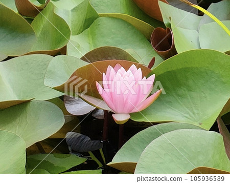 Mogami Town, Mogami District, Yamagata Prefecture 105936589