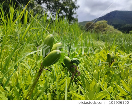 Mogami Town, Mogami District, Yamagata Prefecture Mogami Town, Mogami District, Yamagata Prefecture 105936590