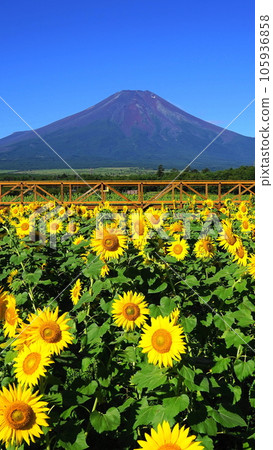 從向日葵田看到的富士山 八月風景 富士山 561 向日葵 V9.16 105936858