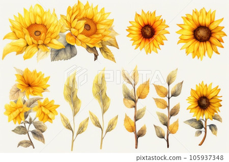 Watercolor sunflowers set on white background. 105937348