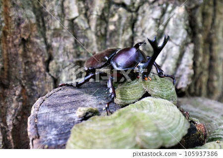 A male rhinoceros beetle rests his face on a mushroom growing on a stump in the forest of Aigo no Sato, Hatoyama Town. A male rhinoceros beetle rests his face on a mushroom growing on a stump in the forest of Aigo no Sato, Hatoyama Town. 105937386