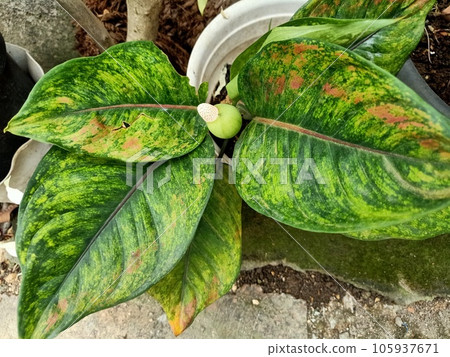 Close up of pink dalmatian aglaonema  105937671