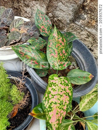 Close up of pink dalmatian aglaonema  105937672