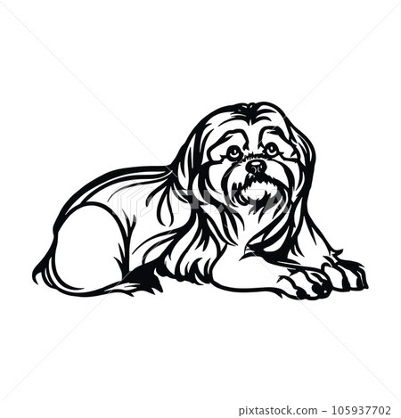 Lhasa Apso dog - Lying dog vector stock isolated illustration on white background. Lhasa Apso dog - Lying dog vector stock isolated illustration on white background. 105937702
