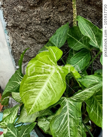 Close up of arrowhead plant Close up of arrowhead plant 105937750