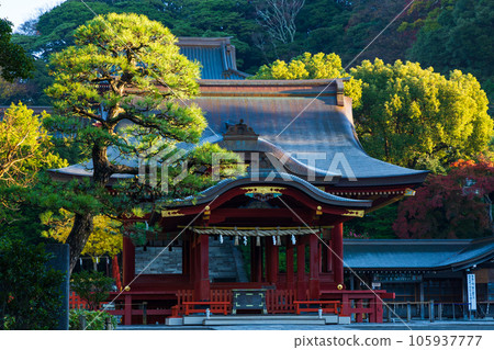 鎌倉,深秋的古都 鶴岡八幡宮 帶著秋葉的巫女 鎌倉,深秋的古都 鶴岡八幡宮 帶著秋葉的巫女 105937777