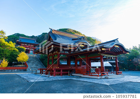 鎌倉,深秋的古都 鶴岡八幡宮 秋葉 鎌倉,深秋的古都 鶴岡八幡宮 秋葉 105937781
