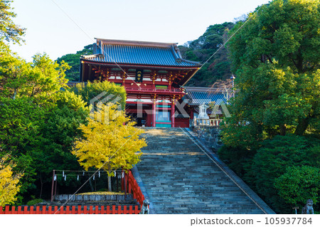 深秋的古都鎌倉，紅葉的鶴岡八幡宮（上社） 105937784