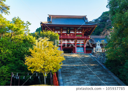 深秋的古都鎌倉，紅葉的鶴岡八幡宮（上社） 105937785