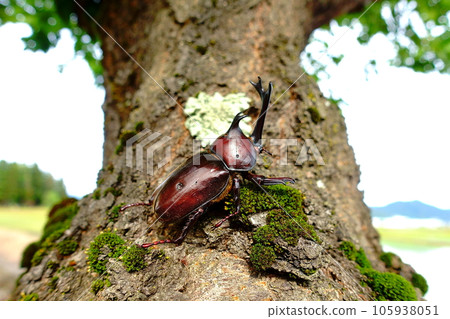 Beetle stag beetle summer vacation child Beetle stag beetle summer vacation child 105938051