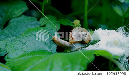 Pleurotus purpurea on a crow gourd leaf Pleurotus purpurea on a crow gourd leaf 105938098