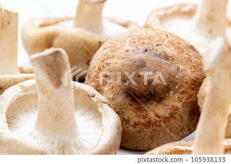 Shiitake (raw shiitake). (white background) 105938133