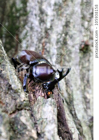 A male rhinoceros beetle that lives in the woods of Aigo no Sato, Hatoyama Town, which is famous for its intense summer heat. 105938158