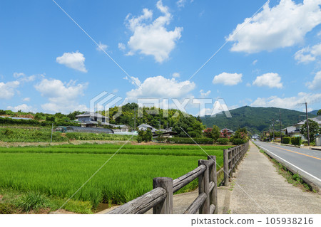 Green grass rice in summer rice field, blue sky and clouds Green grass rice in summer rice field, blue sky and clouds 105938216