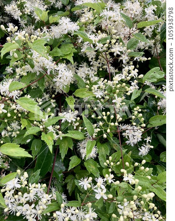 Stinging nettle (botan crane) Stinging nettle (botan crane) 105938798