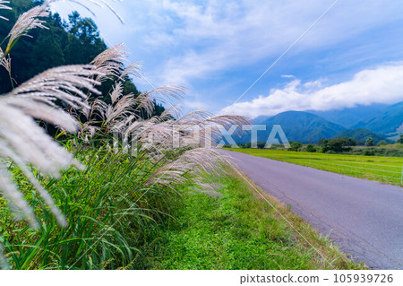 [Autumn material] Susuki ears and blue sky [Nagano Prefecture] 105939726