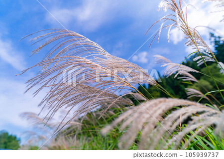 [Autumn material] Susuki ears and blue sky [Nagano Prefecture] 105939737