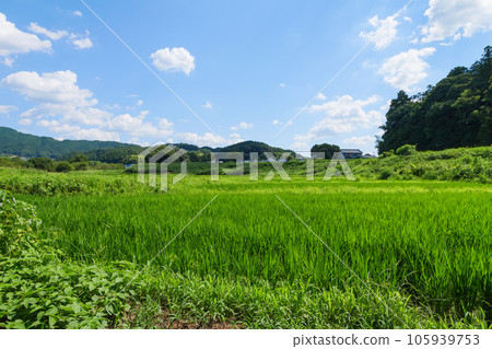 Summer rice field with blue sky, clouds, agriculture 105939753