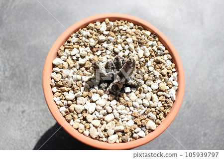 Pseudoraitos McCoy McCoy Asclepiad Succulent Plant 105939797