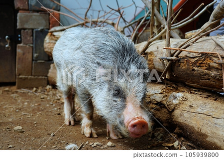 Mini Pig (North Safari Sapporo) 105939800
