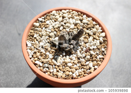 Pseudoraitos McCoy McCoy Asclepiad Succulent Plant Pseudoraitos McCoy McCoy Asclepiad Succulent Plant 105939898