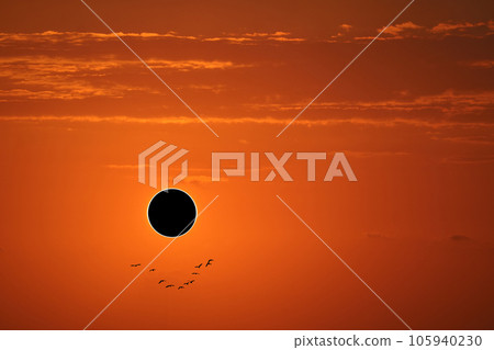Eclipse on the orange of sunset sky and silhouette flying back home 105940230