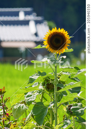 Sunflowers in full bloom taken in summer 105940350