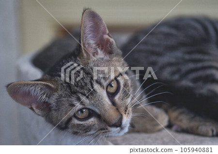 Close-up photo of a kitten Pheasant tiger about 3 and a half months old 105940881