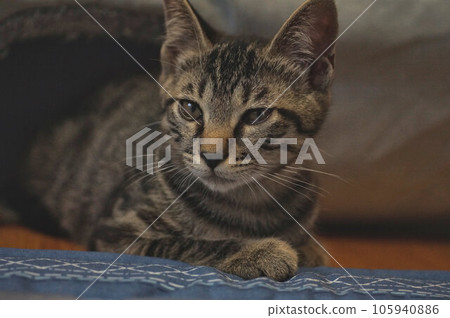約3個半月大的小貓雉虎特寫照片 約3個半月大的小貓雉虎特寫照片 105940886
