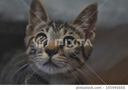 Close-up photo of a kitten Pheasant tiger about 3 and a half months old 105940888