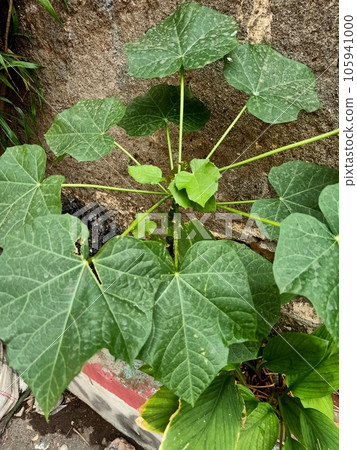 Close up of barbados nut plant 105941000