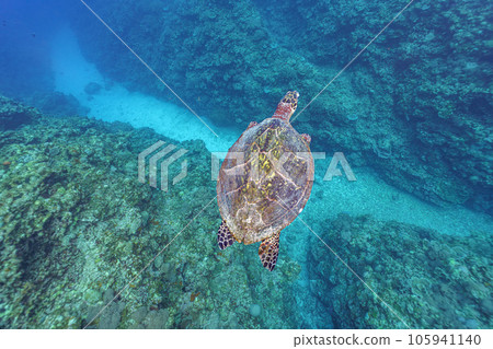 海龜優雅地游泳 105941140