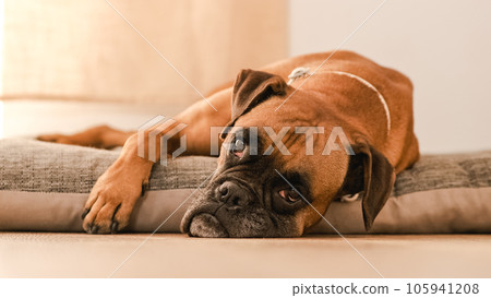 Lazy Boxer dog resting on pet bed at home looking to camera Lazy Boxer dog resting on pet bed at home looking to camera 105941208