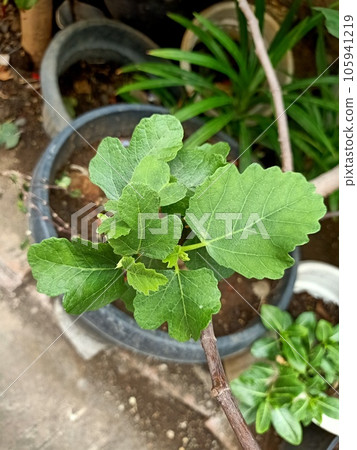 Close up of common fig plant Close up of common fig plant 105941219