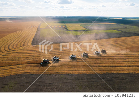 Combine harvesting: aerial view of agricultural machine collecting golden ripe wheat into truck. Combine harvesting: aerial view of agricultural machine collecting golden ripe wheat into truck. 105941235