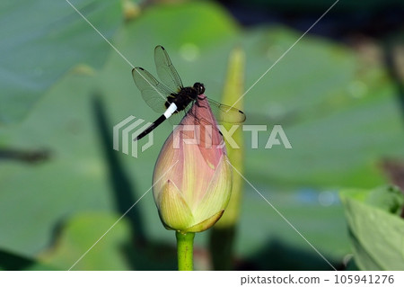 紅蜻蜓棲息在蓮花花蕾上 105941276