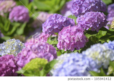 盛開的繡球花 105941412